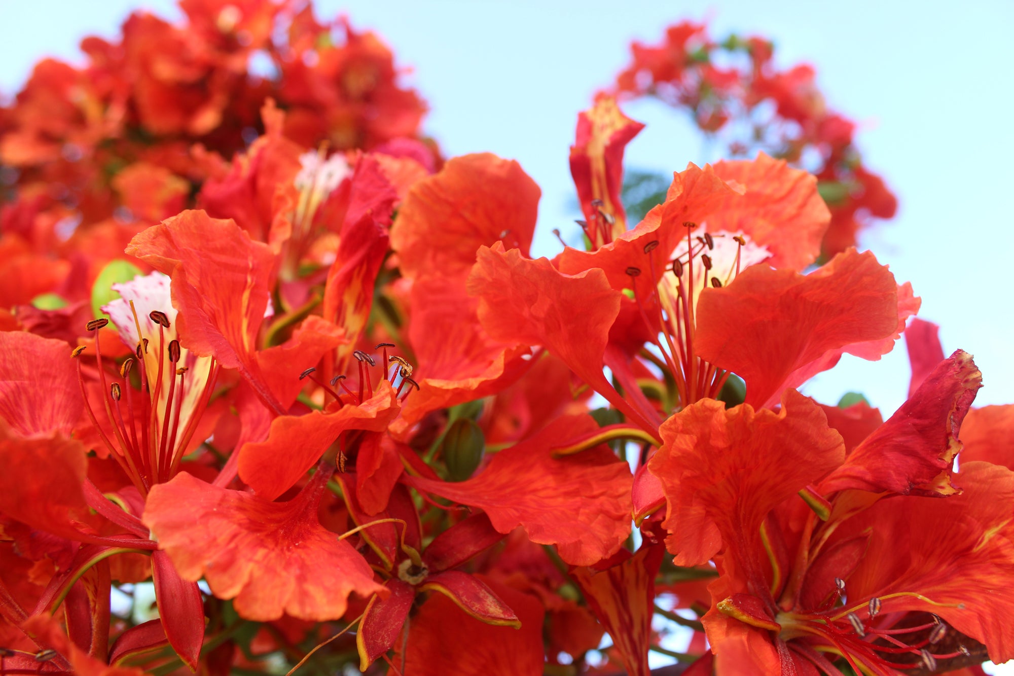 Red Caribbean flowers with sky background